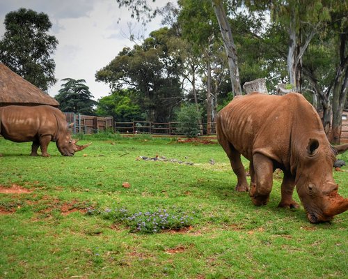7 Days South Africa (Johannesburg, Soweto, and Pretoria) Experience